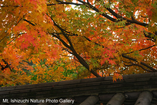 kyoto (025)